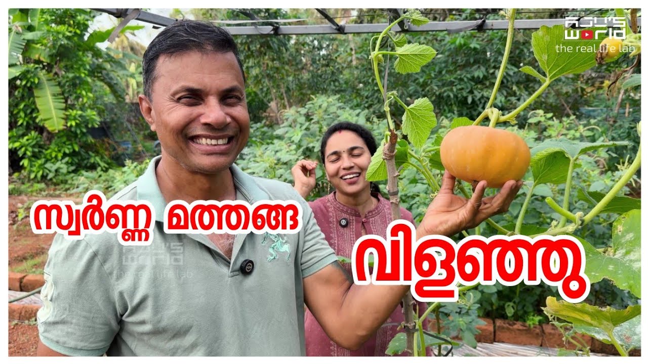 സ്വർണ്ണ മത്തങ്ങ ഇവിടെ അടുക്കളതോട്ടത്തിൽ /Snacks /Vegetable harvest /Gardening 