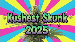 Skunk 2025 pheno hunt. Kushest Genetics, Trying to bring back stinky cannabis 