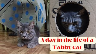 A day in the life of a tabby cat by Simply Rissa 245 views 6 months ago 4 minutes, 8 seconds