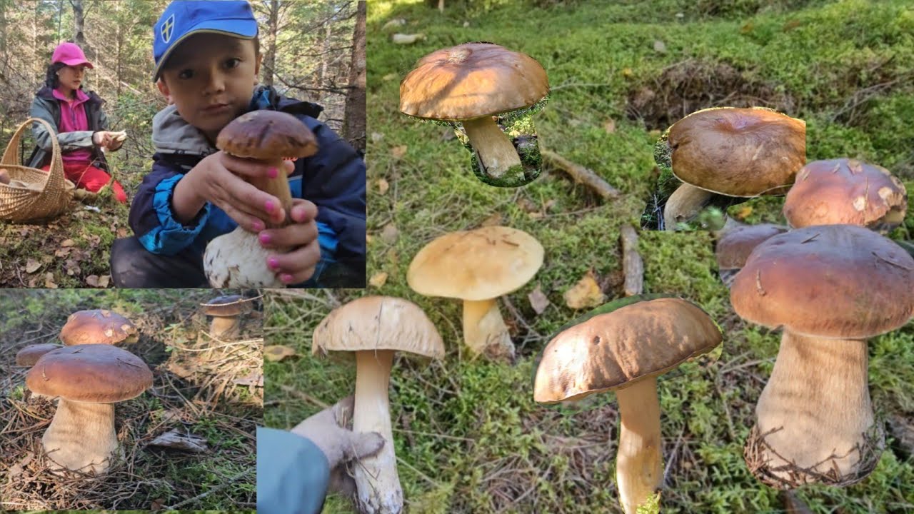 Ух ты, какие огромные белые грибы повсюду.