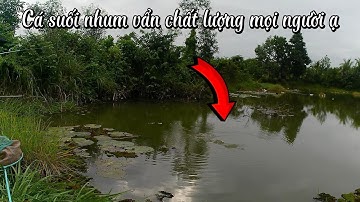 Câu đài tự nhiên đập suối nhum sau ngày mưa cá rô chất lượng | Câu cá tự nhiên | Câu đài | Fishing