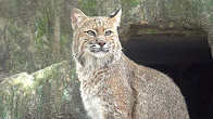 Welcome Two New Bobcats