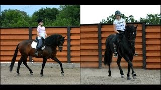 Andaluz - Centru Echitatie Pitesti