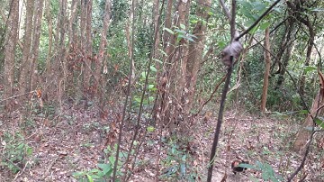 Bẫy gà rừng 26-1-2021 mồi già lập công bổi vừa về dính luôn