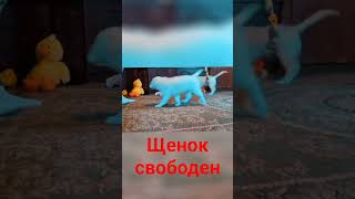 #щенок #золотистыйретривер #голденретривер #домсемья