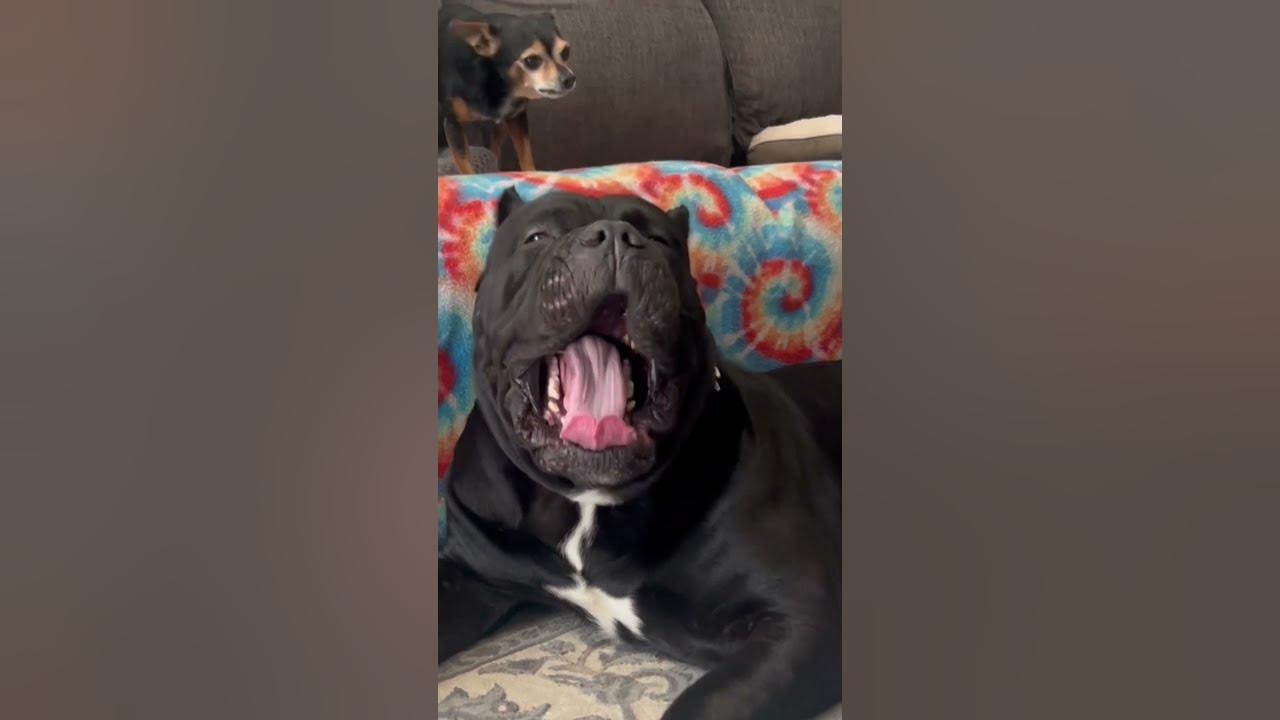Chihuahua And Cane Corso Argue In Hilarious Fashion ...