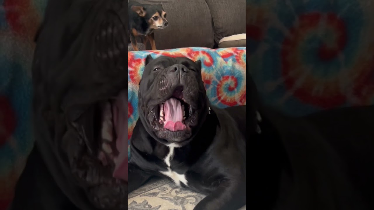 Chihuahua And Cane Corso Argue In Hilarious Fashion ...