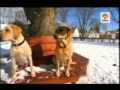 Labrador  Cria selectiva de perros