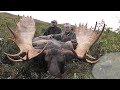 Alaska Yukon bull moose. Hunter takes this big Alaska Yukon moose.