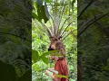 Harvesting THORNY Snake Fruit in the Jungle with My Pet Monkey! 🐒 #Shorts #JungleLife