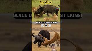 American buffalo vs lion Kaun jitega 😱