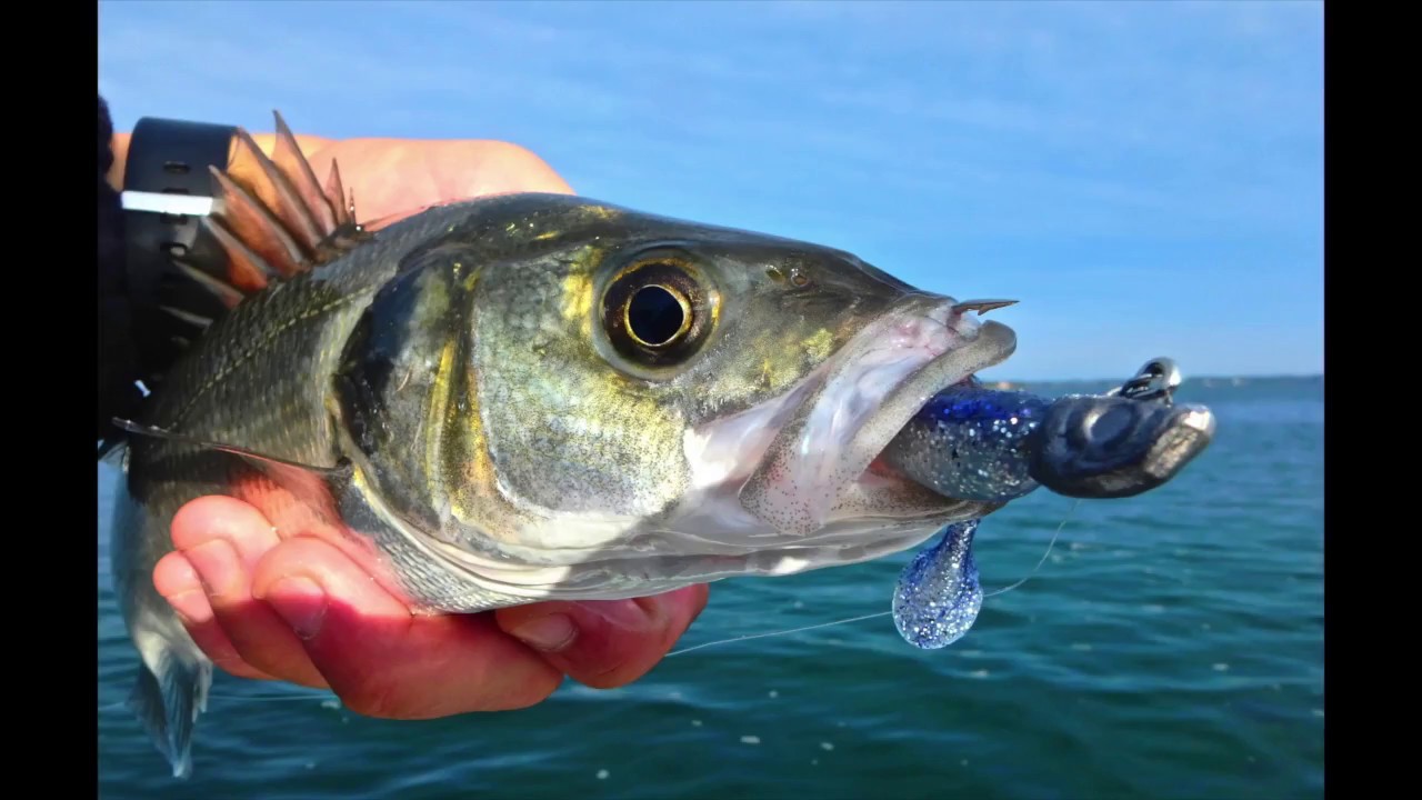 TURBO SHAD, Bass Assassin - YouTube