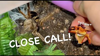 We TRIED to MATE my MOST DANGEROUS Tarantula Species ~ CLOSE CALL !!