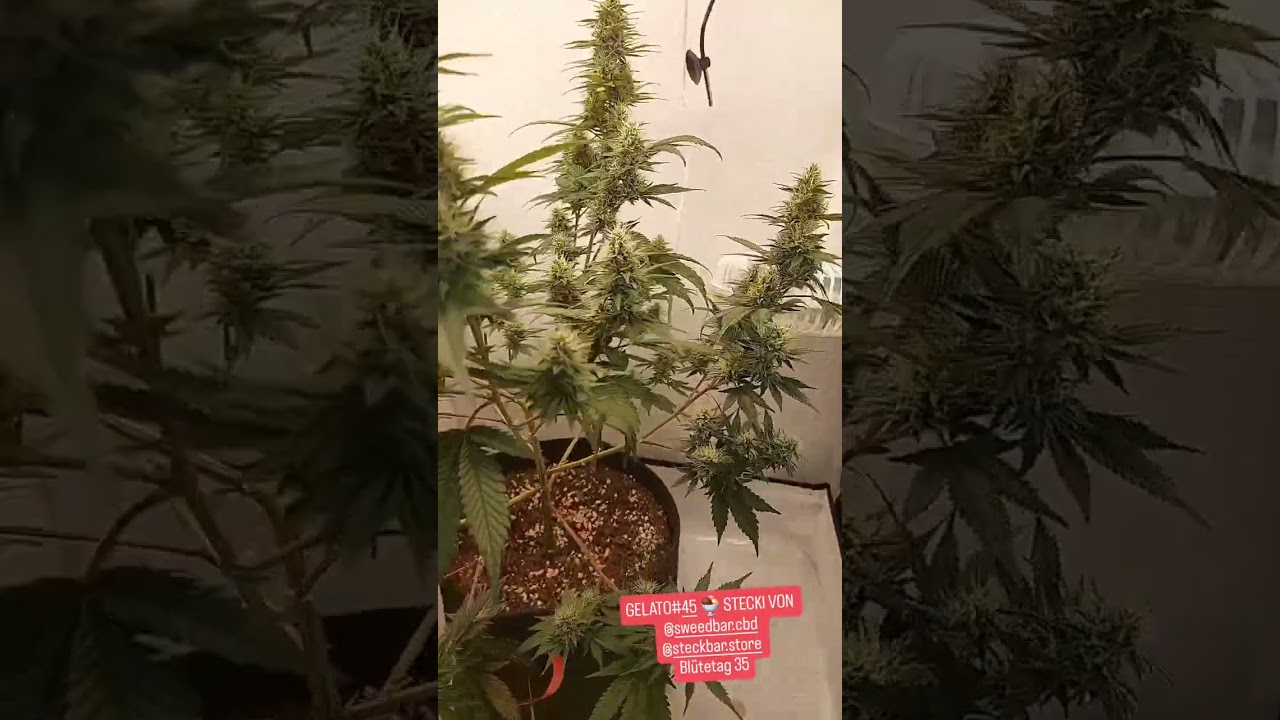 Gelato#45 Stecki Blütetag35 Vermutung das sie Zwittert😪 