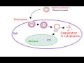 Transfection -  Basics, Principle, Mechanism and Optimization of Mammalian Cell Transfection
