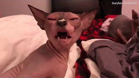 Watch the video about Leave me ALONE! Sphynx cat makes terrifyingly angry faces