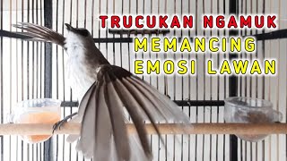 TRUCUK NGAMUK MEMANCING EMOSI LAWAN, SEMUA TRUCUK LANGSUNG RIBUT DENGAN PANCINGAN TRUCUK GACOR INI