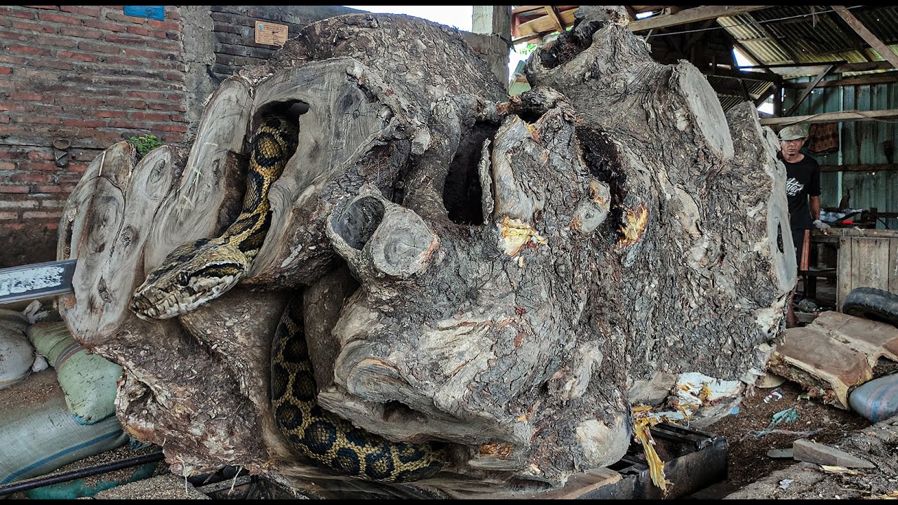 High Risk ‼️ This Giant Trembesi Nearly Took Lives at the Queensland Sawmill