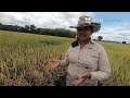 Ecuador contará con dos variedades promisorias de arroz este año, para reforzar sus exportaciones 🌾🌾