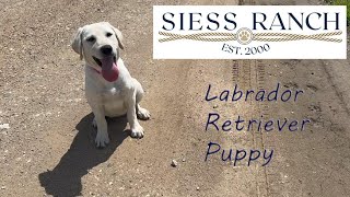 White Labrador Puppy in Kansas