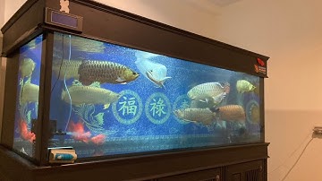 Ohm สำโรง - งานขนย้ายตู้ปลา 84 36 30 กรองล่างพร้อมปลามังกรรวม ปลายทางติดตั้ง + O4 งานล้างลงปลา Set 4