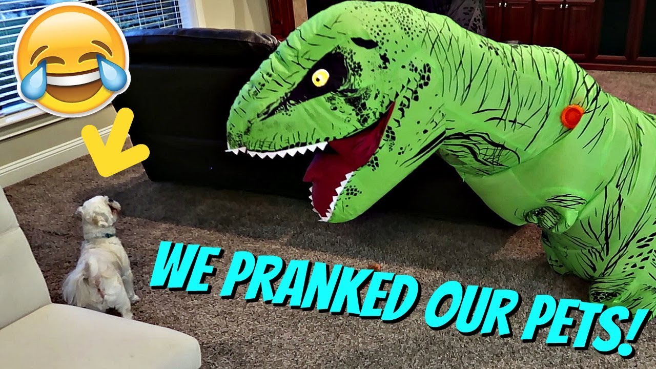 WE PRANKED OUR PETS || PRANK WARS || Taylor and Vanessa - YouTube