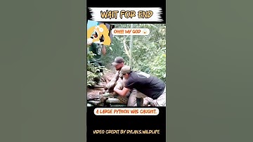 A Large Python Was Caught on Camera! 🐍📷😱#shorts #youtubeshorts #short #video #viral
