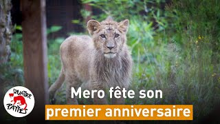 Le lionceau Mero fête son premier anniversaire! | QUATRE PATTES en France | [SUBS]