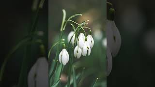 Harmonic Bliss: Meditation Music for Inner Peace and Relaxation
