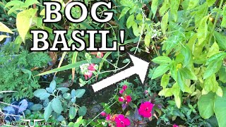 Natural Swimming Pond Bog Filter EDIBLES! (Basil and Basil Seeds)