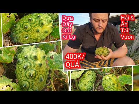 Video: Kiwano Hoặc Dưa Sừng