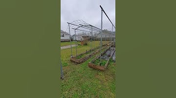 Man builds most amazing cucumber and tomato trellis for raised beds! #shorts