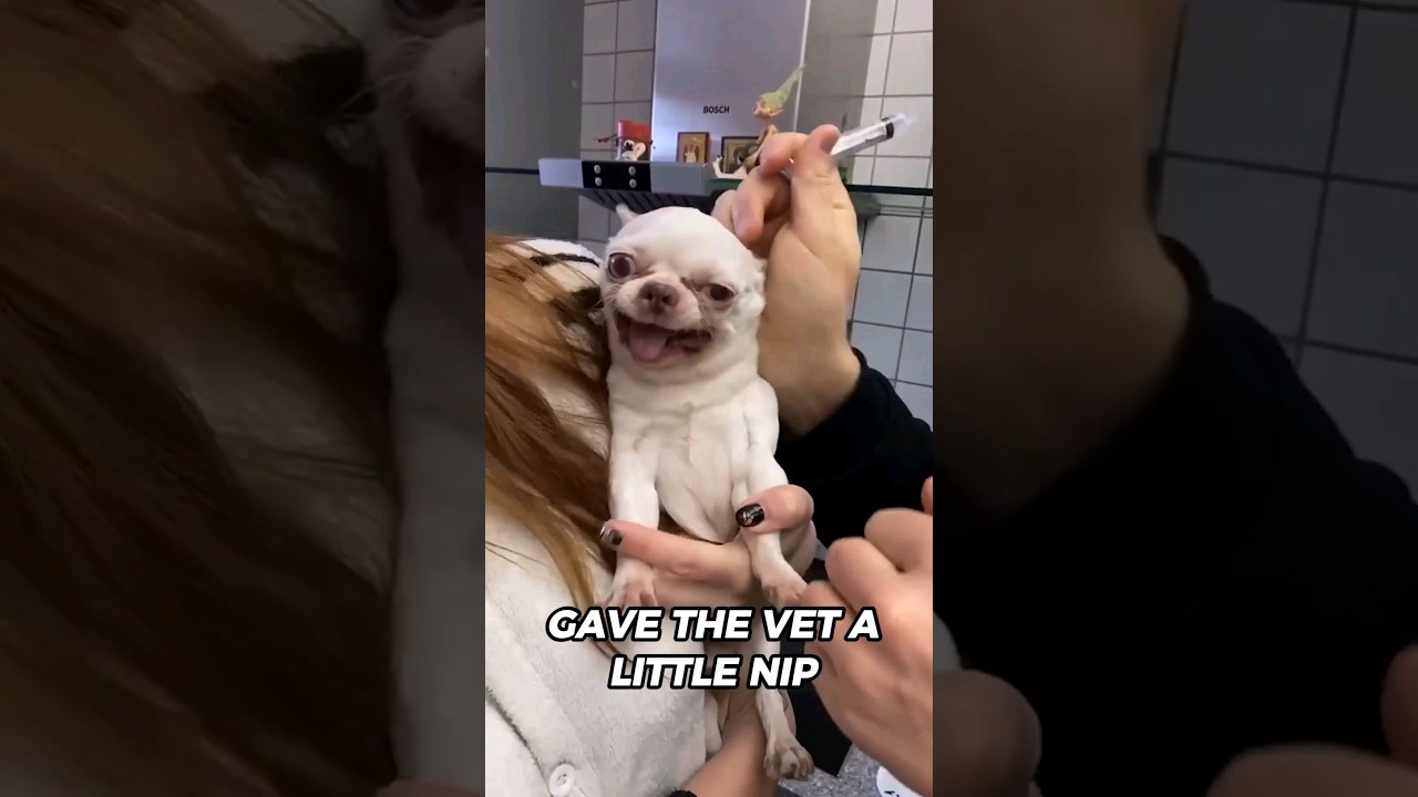 Vet struggles to give little dog injection.