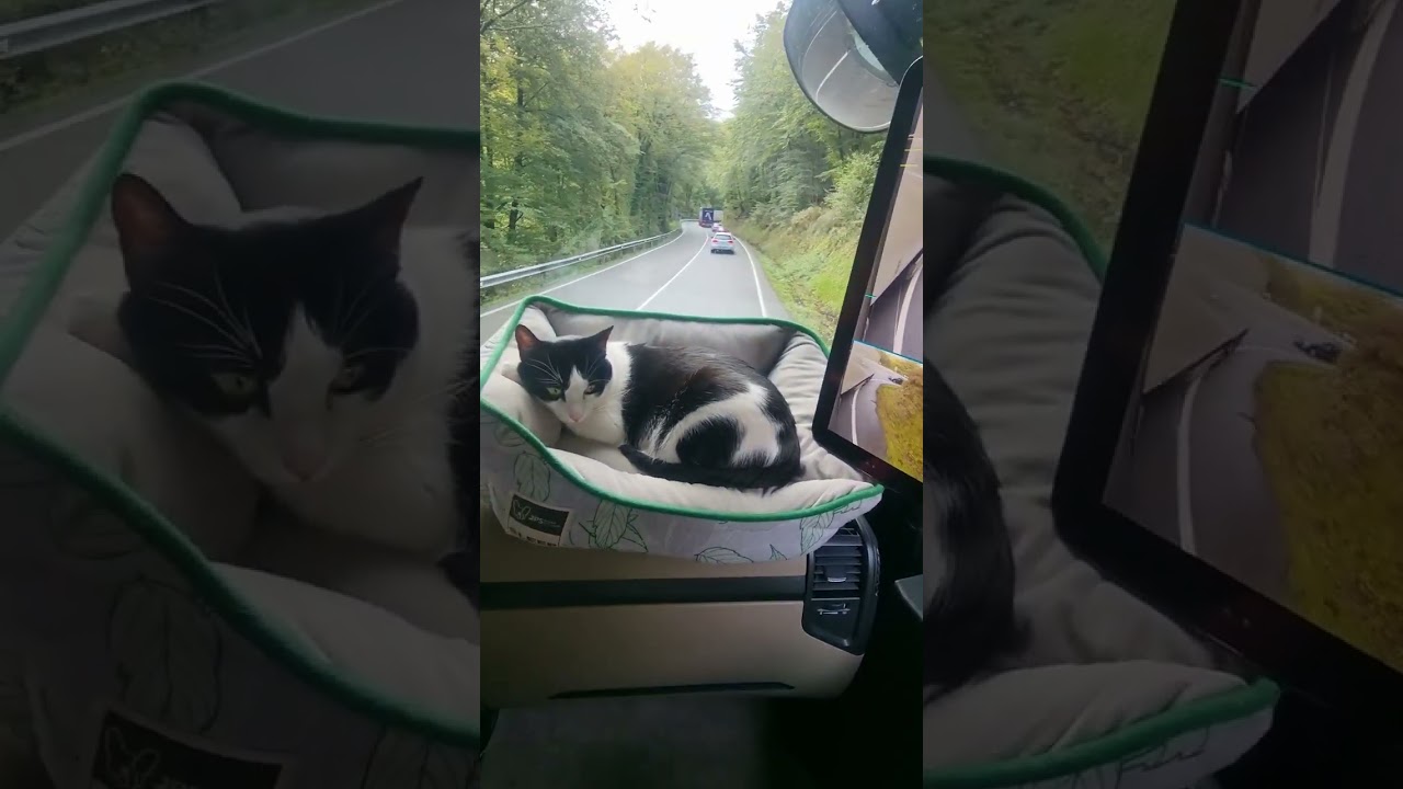 Elis gatita camionera 