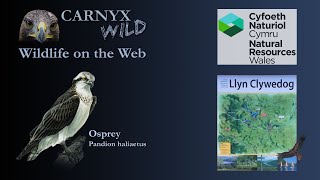 Llyn Clywedog: 1 Osprey Nest☀30/03/23