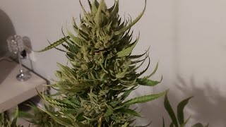 uk outdoor guerilla grow/ site 1 been compromised