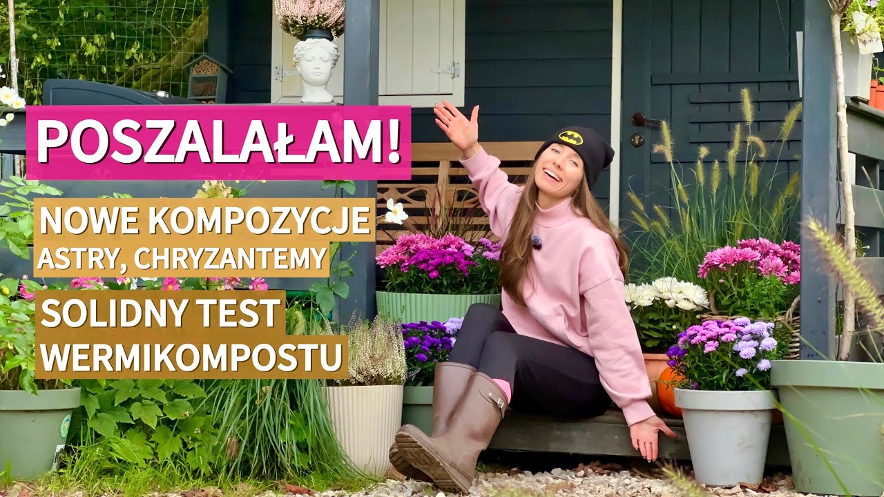 JESIENNE KWIATY + TEST wermikompostu. Astry, chryzantemy w donicach, dynie w ogrodzie.