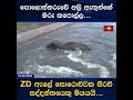 පොළොන්නරුවේ අලි ඇතුන්ගේ මරු කපොල්ල...
