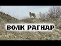 Красивый волк Рагнар. Прогулка по лесу к реке.