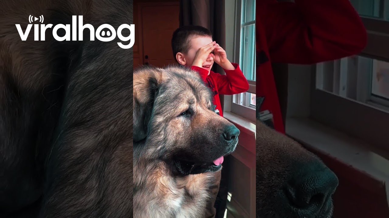 Boy and His Giant Guard Dog Can’t Wait for Dad to Come Home || ViralHog ...
