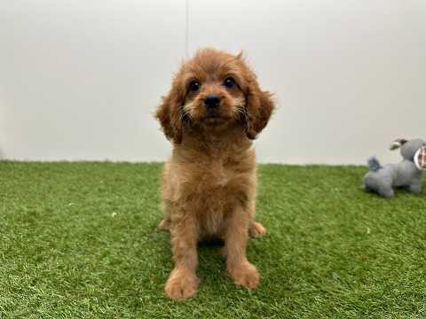 Video van Cavapoo Mannelijk Abrikoos - PUP-ID 010724539 | Dierenhof Debrabandere