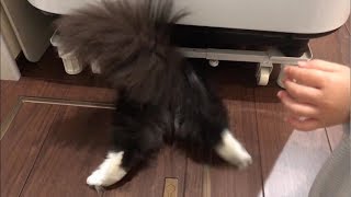 はまるのにハマる猫 ラガマフィンI'm fit.Ragamuffin.