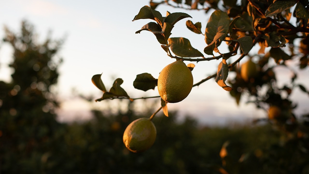 Les citrons biodynamiques d’Andalousie Transgourmet Origine