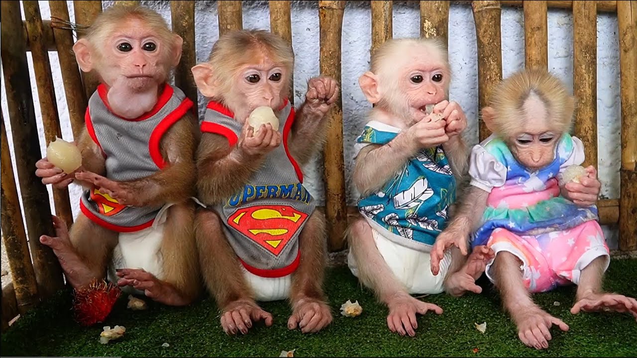 Adorable Family 4 Sibling Enjoy With Sweet Fruit Before Milk  Smart Monkey