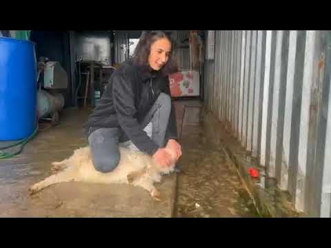 Girl Butchering Goat | Keçi Kesimi Sacrificial woman. woman butcher. Slaughter.