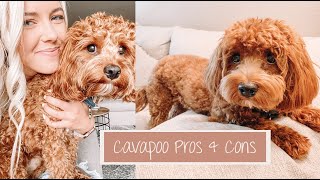 Pros & Cons Of The Cavapoo Breed | Archie The Cavapoo