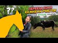 Как конь жил МЕСЯЦ у меня на участке ОДИН? Нашла ему пару!