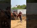 #shravanseva #cow #gaumata #trending #indiancow #youtubeshorts