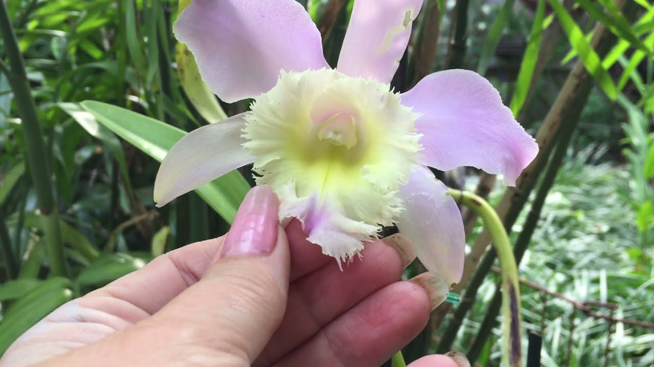 Rhyncholaelia Digbyana x Cattleya Loddigessii