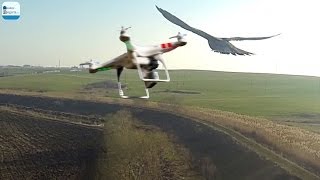 Дрон квадрокоптер DJI Phantom - Полёт орла в Болгарии на Солнечном берегу